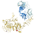 Trastuzumab bound to the extracellular domain of HER2/neu