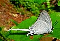 Common Imperial (Cheritra freja) @ Aralam, Kerala, India.