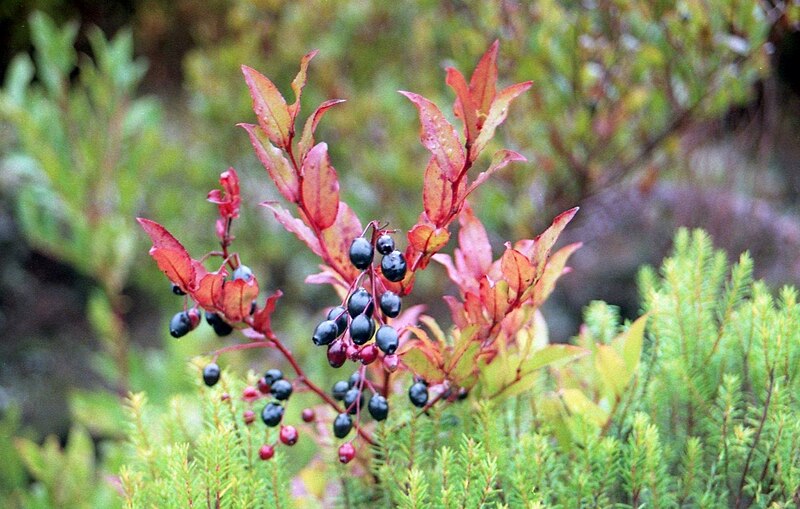 File:Vaccinium padifolium.jpg