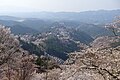 Cherry blossom at Mount Yoshino