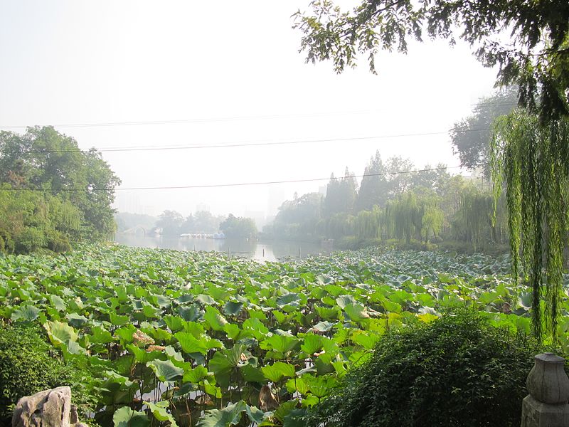 File:包河荷花 - panoramio.jpg