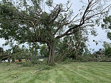 Large trees with severe damage, many major limbs torn off or cracked in half.