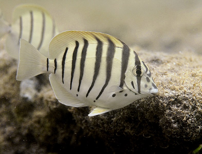 Файл:Acanthurus polyzona Réunion.JPG