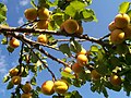 An Apricot Tree