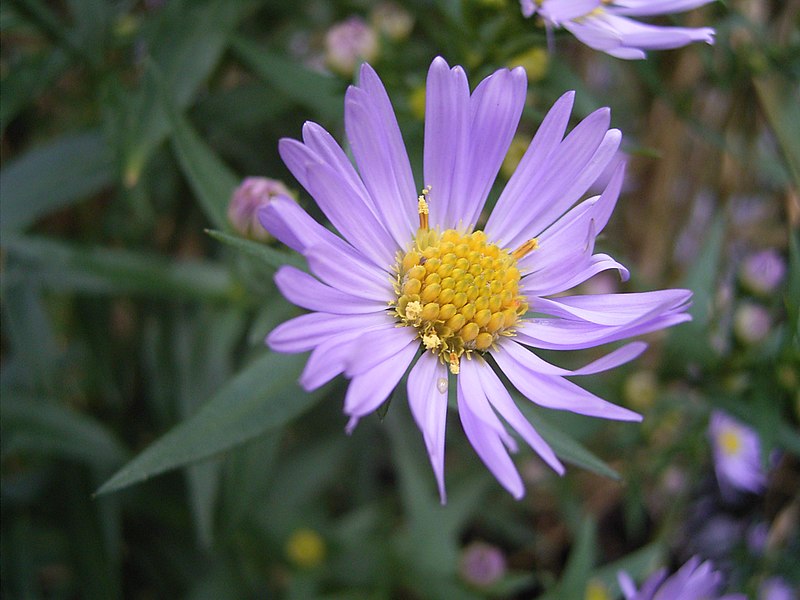 File:AsterNovi-belgii-flower-1mb.jpg