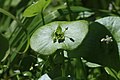 Claytonia perfoliata Miner's Lettuce