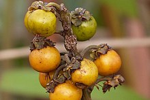 Byrsonima crassifolia(Fruto)