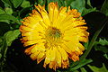 Calendula officinalis (Pot Marigold)