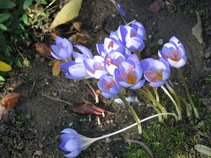 File:Crocus speciosus clump2.jpg