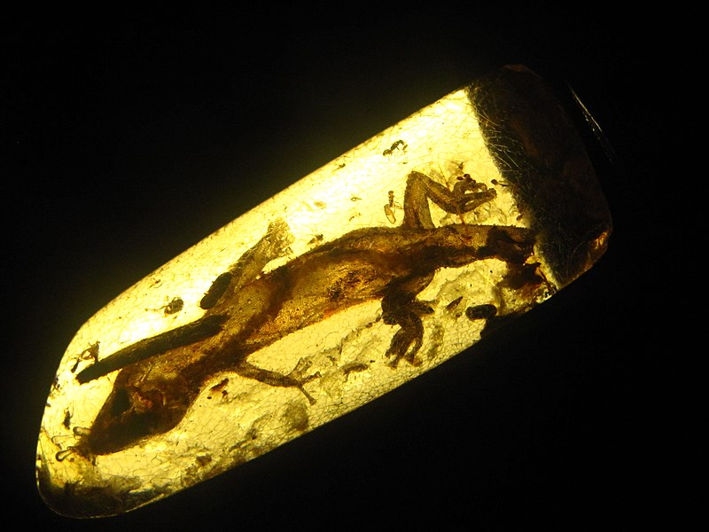 File:Gecko in amber.jpg