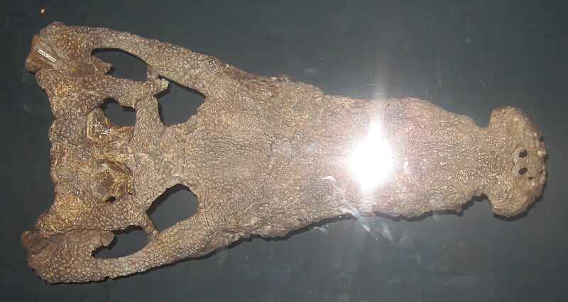 File:Goniopholis skull.JPG