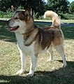 Image 40The Greenland dog carries 3.5% genetic material inherited from a 35,000-year-old wolf from the Taymyr Peninsula, Arctic Siberia. (from Domestication of the dog)