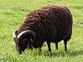 Namesake of the idiom "black sheep"