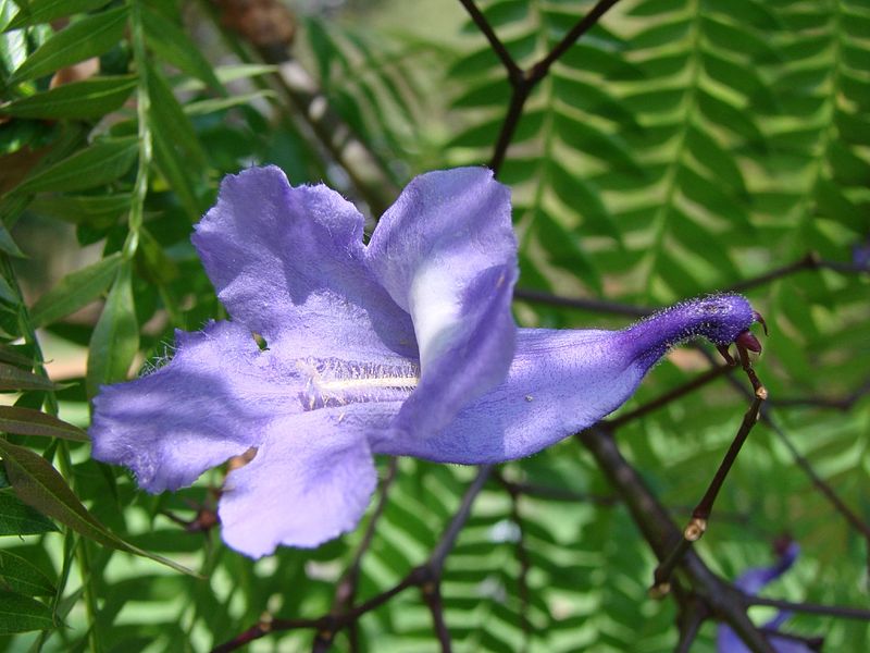 File:Jacaranda cuspidifolia flower.jpg