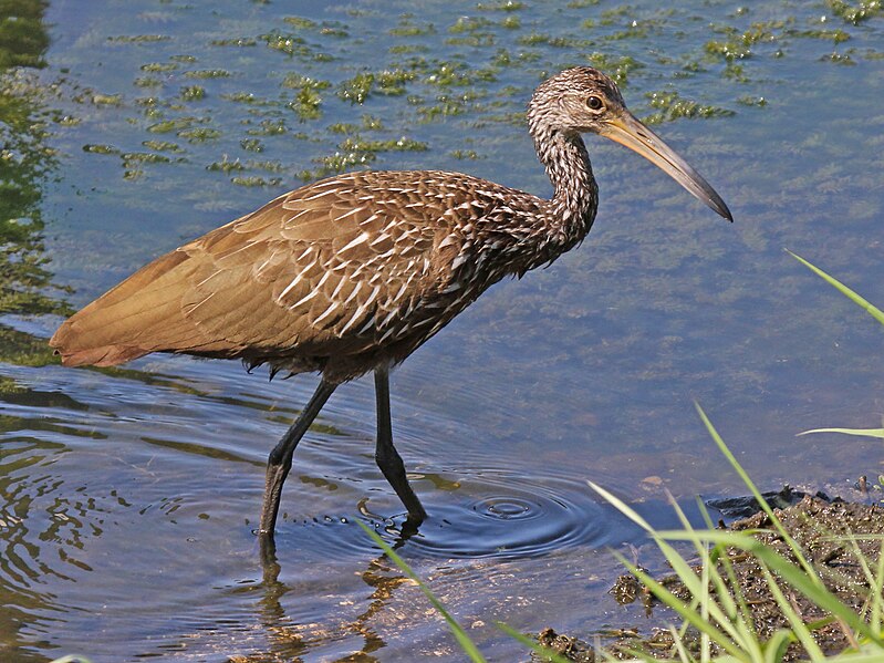 File:Limpkin RWD1.jpg