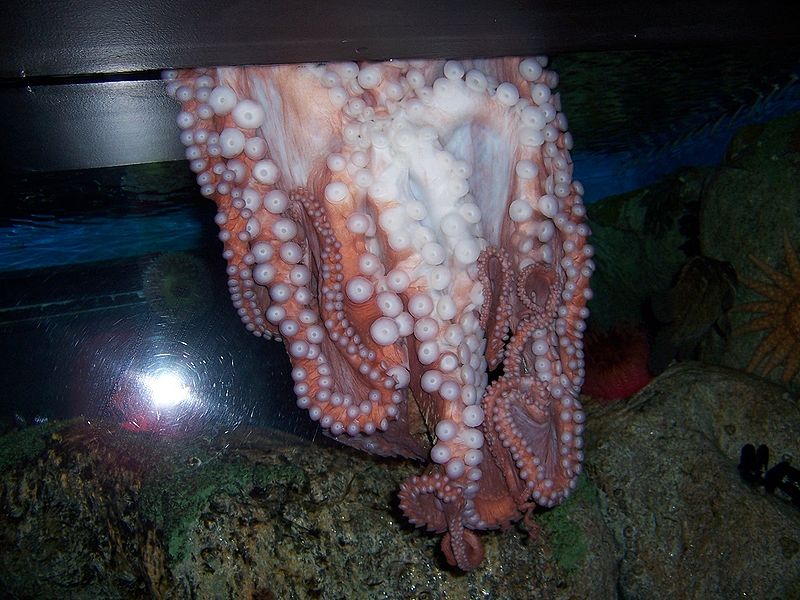 File:Oceanarium octopus.JPG