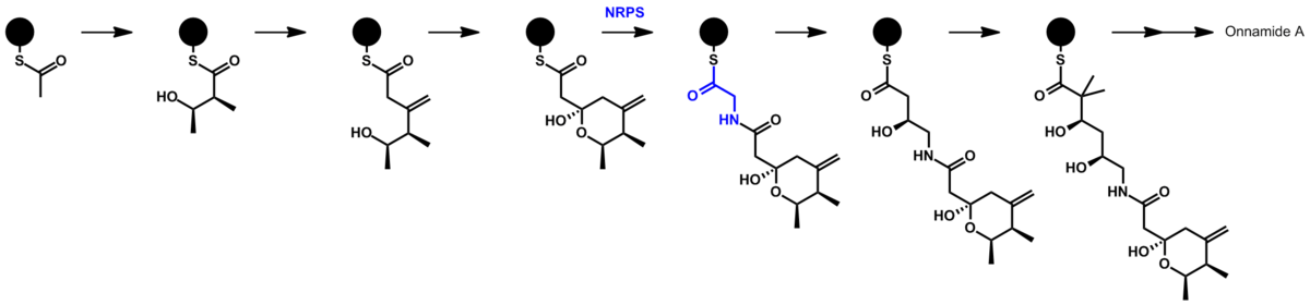 proposed biosynthetic pathway for onnamide A via PKS-NRPS, showing polyketide and non-ribosomal polypeptide features