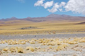 Puna en el Noroeste argentino