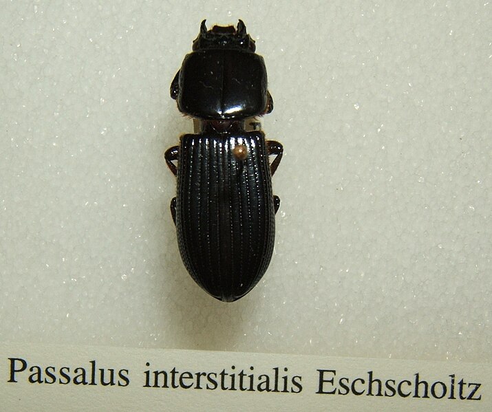 File:Passalus interstitialis sjh.jpg