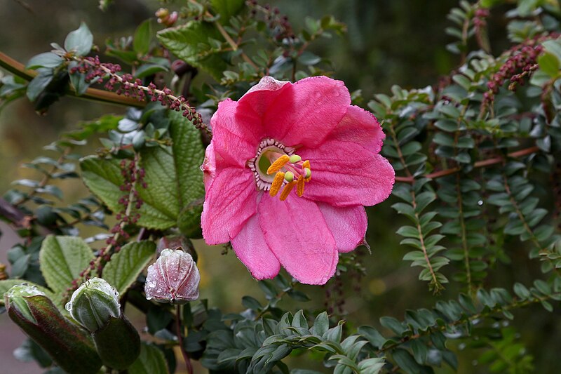 File:Passiflora mixta flower.jpg