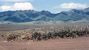 Pineapple field, Hawaii (1958)