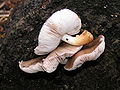 Pluteus cervinus