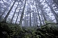 Image 14Virgin forest about 2,500 m (8,200 ft) above sea level in Shennongjia Forestry District, Hubei, China (from Old-growth forest)