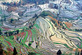 Image 3Ancient rice terraces in Yuanyang County, Yunnan (from History of agriculture)