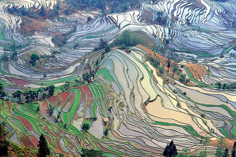 File:Terrace field yunnan china.jpg