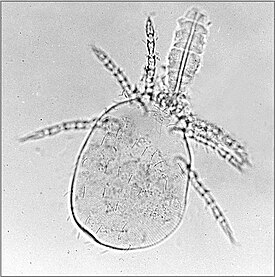 Личинка Ericotrombidium