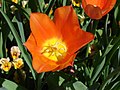 Tulip-6519.jpg