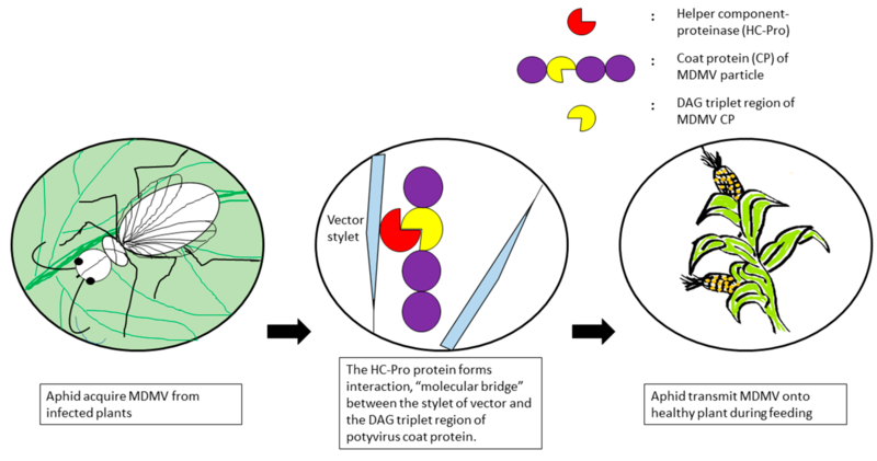 File:Viruses-10-00492-g002.webp