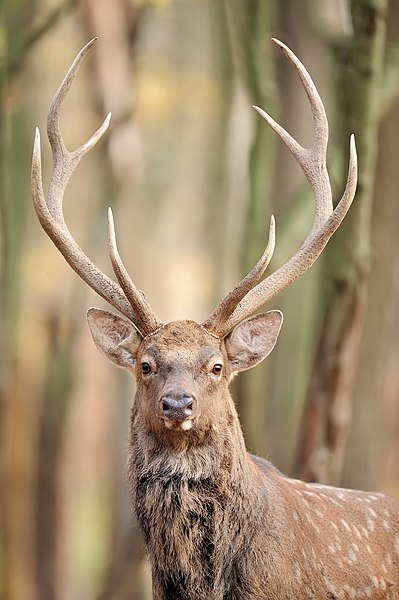 梅花鹿（Cervus nippon），紀錄於烏克蘭西部泰尔诺皮尔州Halileo's Dacha自然保護區。