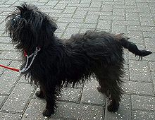 Affenpinscher image