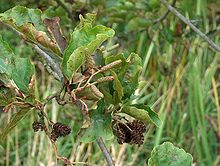 Alnus glutinosa 2.jpg