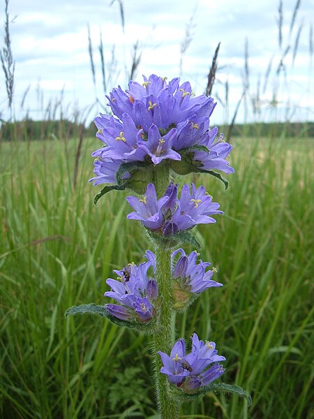 Файл:Campanula cervicaria 1.JPG