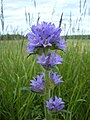 Колокольчик жёстковолосый (Campanula cervicaria)