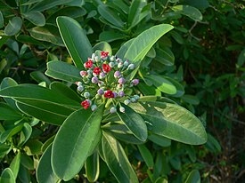 Канелла винтерана (Canella winterana)