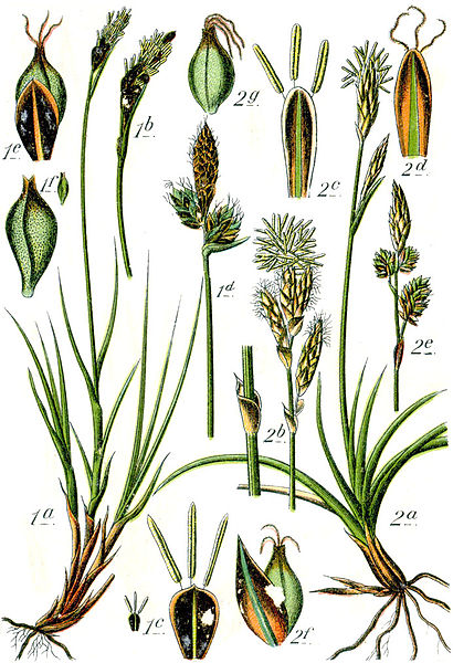 Файл:Carex spp Sturm50.jpg