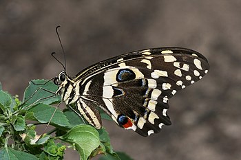 Citrus swallowtail