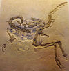 Cast of a Compsognathus fossil from Bavaria