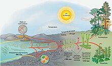 Earliest land plants.jpg