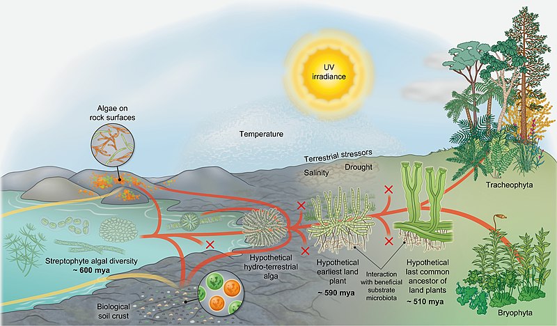 File:Earliest land plants.jpg