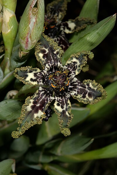 Файл:Ferraria crispa 1DS-II 2-1816.jpg