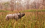 Thumbnail for Orang National Park