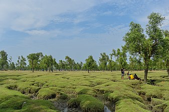 Guliakhali Sea Beach, Sitakundu