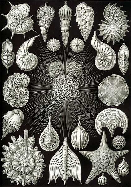 File:Haeckel Thalamphora.jpg