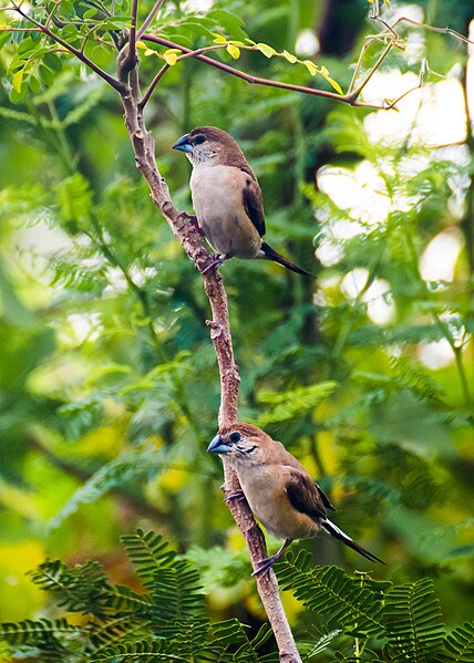 File:Indian Silverbill (Euodice malabarica).jpg