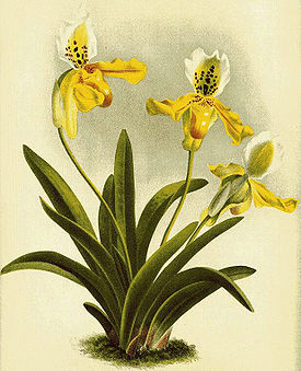 Paphiopedilum exul