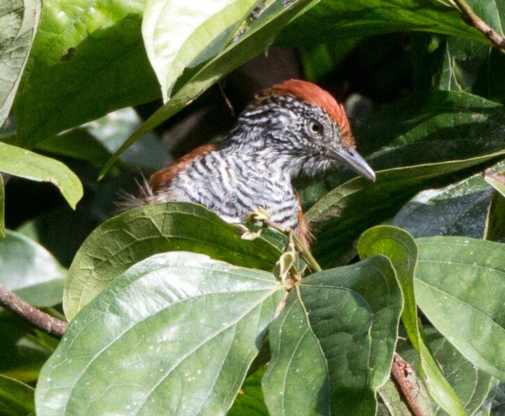 File:Lined-Antshrike.jpg